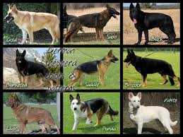 German Shepherd Color Chart Goldenacresdogs Com