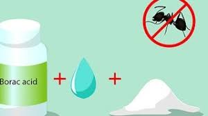 make boric acid solution to kill ants
