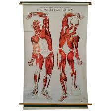 Nice Vintage Medical Chart The Muscular System Made By