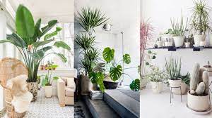 decorate indoor plant in living room