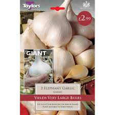 Could it be elephant garlic? Taylors Bulbs Elephant Garlic Pack Of 2 Sveg15