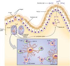 The Immune Response Against Pathogens Anatomy And
