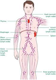 Lymph Node Locations Chart For Armpits Head Neck Groin
