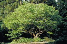shade trees for small landscapes