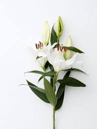They add essence and meaning to our lives and make our lives. The Lily A Remarkable Flower Bursting With Symbolism Funny How Flowers Do That