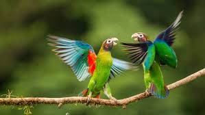 340 parrot wallpapers