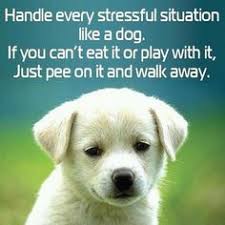 Pet Quotes on Pinterest | Famous Quotes, Proverbs and Dogs via Relatably.com