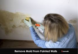how to remove mold from painted walls