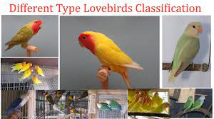 diffe type lovebirds clification