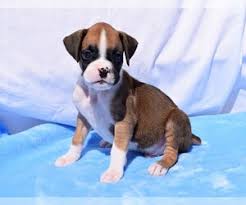 Some of the missouri, mo cities that we plan to include puppies for sale and rescue organizations are listed below. View Ad Boxer Litter Of Puppies For Sale Near Missouri Chilhowee Usa Adn 142193