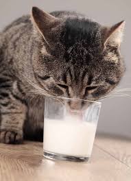 can cats have evaporated milk is it