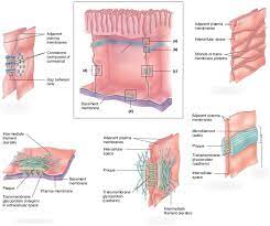 Epithelium Diagram Quizlet