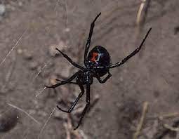 Read on… have you ever wondered why the black widow spider, is called 'black. Spider Facts Black Widow Spider