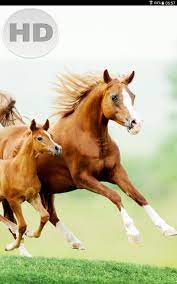 Horse Wallpaper Free Download for ...