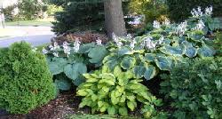 Check out these low maintenance sun perennials that are perfect for any garden area or space. Midwest Gardening Best Low Maintenance Hardy Perennials For Cold Climates