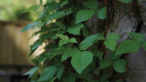 treat poison ivy