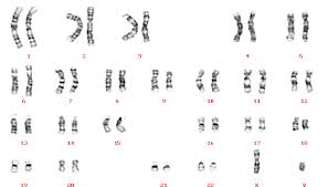 A Karyotype Of A Normal Male 46 Xy Reproduced Courtesy Of