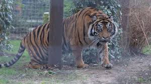 New Tigers Brought To Wildlife Park