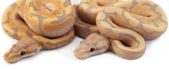 gemini pythons breeding beautiful
