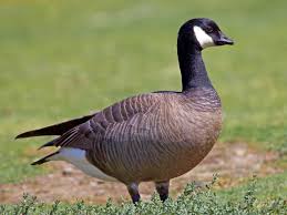 673,192 likes · 20,407 talking about this · 4,478 were here. Similar Species To Canada Goose All About Birds Cornell Lab Of Ornithology