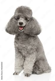 gray toy poodle sits stock photo