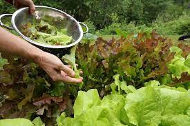 how to harvest lettuce kellogg garden