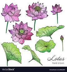 Lotus with leaves drawing