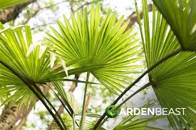 Chinese Fan Palm Care How To Plant
