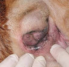 Jul 11, 2021 · intertrigo is an inflammatory rash that occurs between skin folds as a result of friction, moisture, and lack of airflow. Intertrigo In A British Bulldog With A Screw Tail The Folds Of Skin Download Scientific Diagram