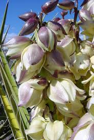 Yucca schidigera Calflora