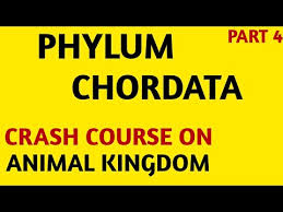 Chart Ncert Crash Course Class 11 Animal Kingdom Phylum Chordata Part 4 Neet Aiims 2019