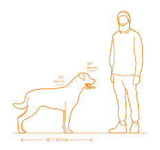 Rottweiler Dimensions Drawings Dimensions Guide