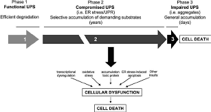 conformational diseases schematic
