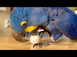 adorable baby parrot blue macaw is