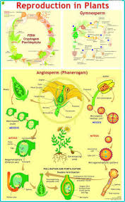 Reproduction In Plants Charts