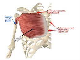 pectis major muscle its attachments