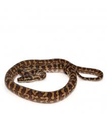 het granite carpet python pastimes
