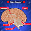 Human Brain: Functions and Anatomy