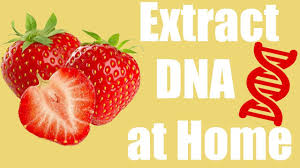 extract dna from a strawberry at home