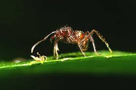 ants wildlife of panama photo gallery