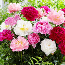 What other names is peony known by? The Difference Between Herbaceous Peonies And Itoh Hybrid Peonies Bulb Blog Gardening Tips And Tricks Learn Planting Techniques Bulbs And Perennial Information