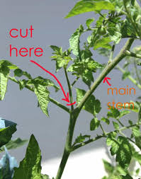 how to grow tomato plants from cuttings