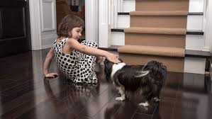 remove dog urine smell from wood floors