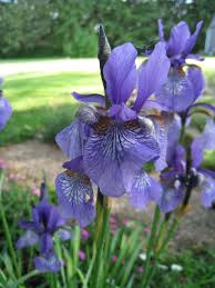 Iris sibirica - Michigan Flora