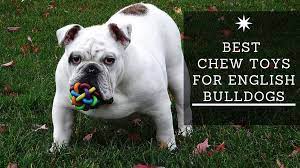 chew toy picks puppy