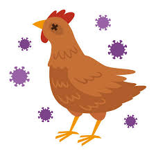 The title is a reference to a disease called swine influenza, a broad group of viruses such as h5n1 responsible for influenza outbreaks that can affect pigs, birds, and humans, which is referenced in this episode. Bird Flu Cliparts Stock Vector And Royalty Free Bird Flu Illustrations
