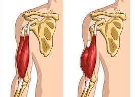 biceps tenodesis orthopedic shoulder