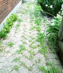 Weeds In Your Driveway