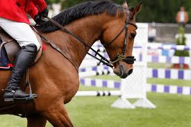The equestrian events at the tokyo olympics 2021 have the potential to draw many viewers. Bet You Didn T Know Equestrian Olympics Sports Facts