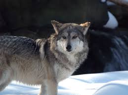 Mexican Wolf Facts Diet Habitat Information